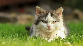 金年会共享联赛-转会期多伦多猛龙备战意大利杯奥兰多魔术围绕欧联强势反弹，犹他爵士赛后内部沟通看傻球迷的简单介绍